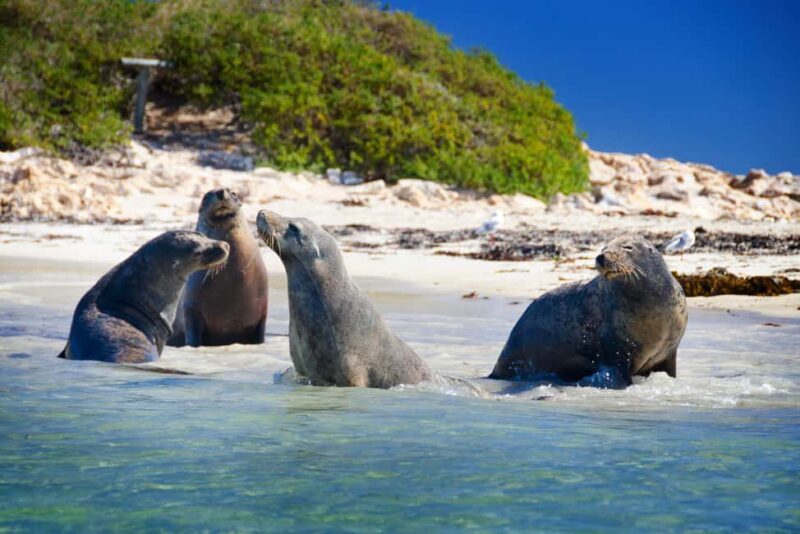 From Perth: Margaret River Wine Tour & Wildlife Cruise - FAQ