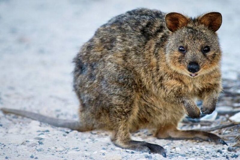 From Perth or Fremantle: Rottnest Island Ferry and Bus Tour - Why This Tour Is a Great Choice