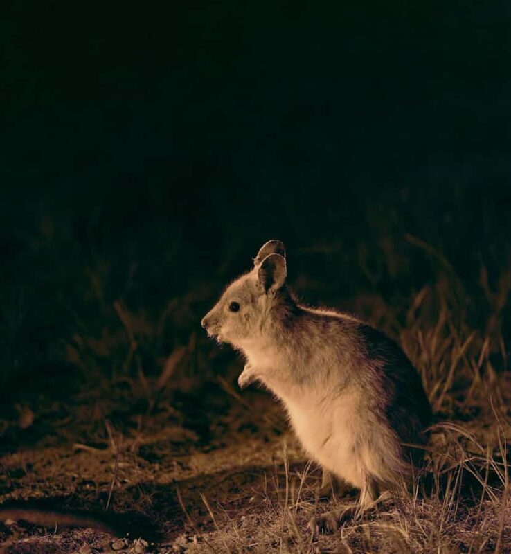 From Perth: Perth Wildlife Tour Under the Stars with Dinner - An In-Depth Look at the Perth Wildlife Tour Under the Stars with Dinner