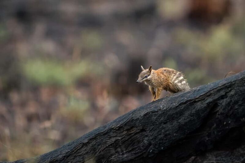 From Perth: Perth Wildlife Tour Under the Stars with Dinner - Final Thoughts: Who Will Love This Tour?
