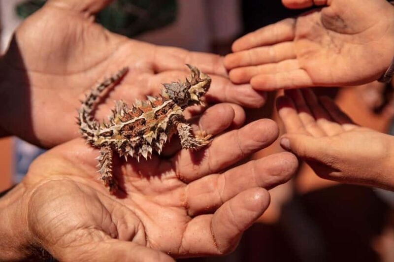 From Perth: Pinnacles Sunset and Stargazing Tour with Dinner - FAQs