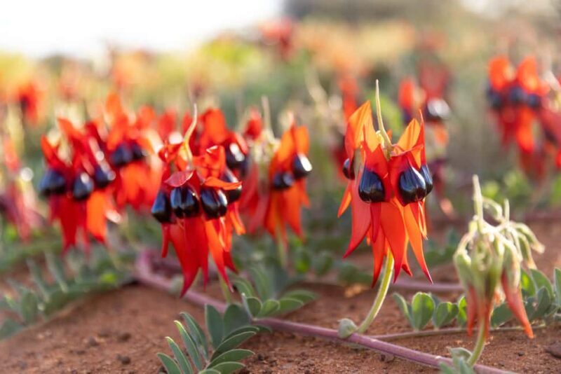 From Perth: Pinnacles Sunset and Stargazing Tour with Dinner - Practical Details and Logistics