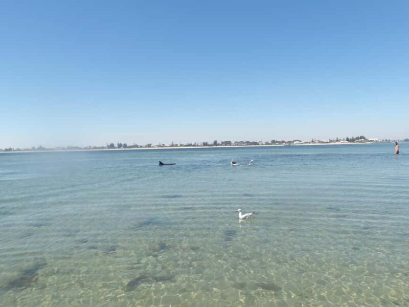 From Perth: Rockingham Seal & Penguin Islands Sea Kayak Tour - A Deep Dive into the Experience
