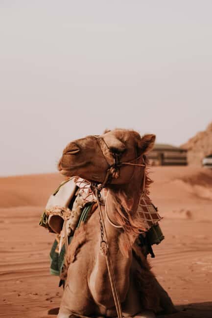 From Petra: Visit wadi rum back to Amman or Amman Airport - The Bottom Line: Is It Right for You?