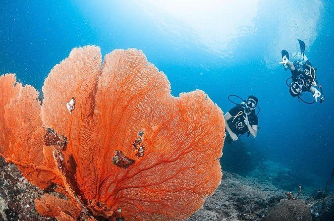 From Phi Phi Don | Half Day Discover Scuba Diving 2 Dives - Who Should Consider This Tour