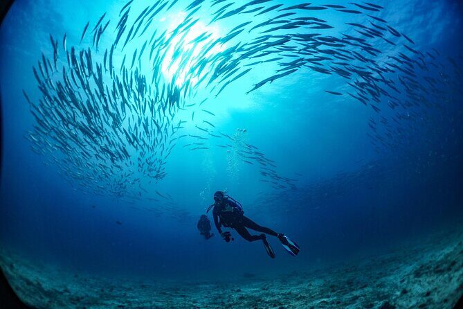 From Phi Phi: Half Day Trip for Certified Divers (2 Dives) - Why We Love This Tour