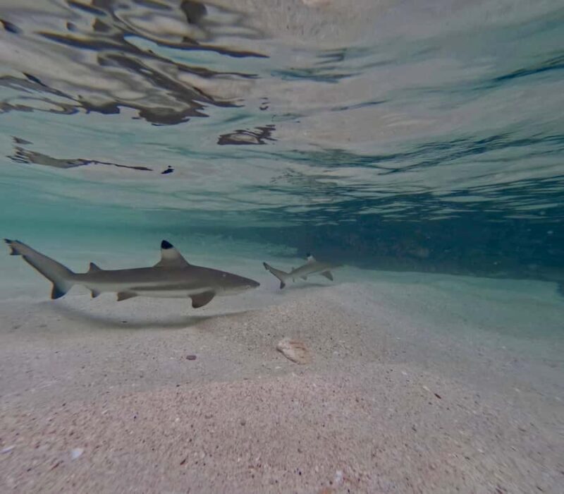 From Phi Phi Island: Maya Bay Sunset & Plankton by Speedboat - An In-Depth Look at the Tour