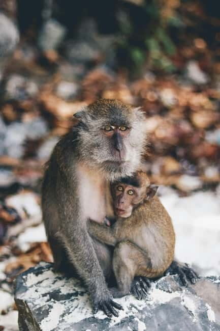 From Phi Phi: Maya Bay HalfDay Longtail Boat with Snorkeling - Who Should Consider This Tour?