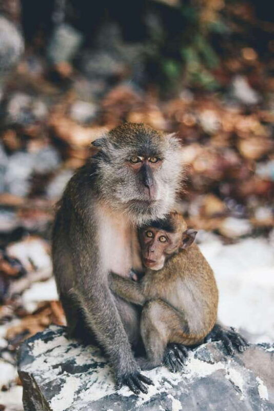 from-phi-phi-maya-bay-halfday-longtail-boat-with-snorkeling