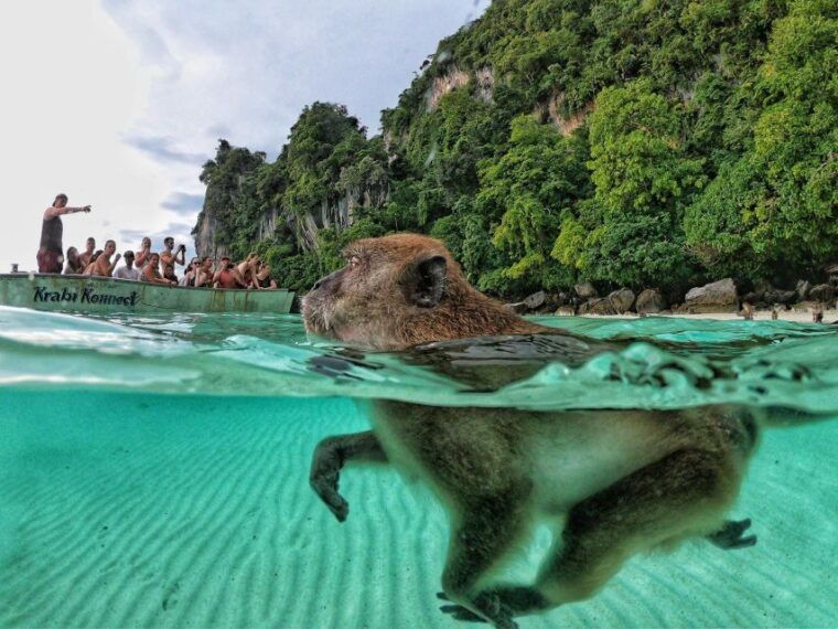 from-phi-phi-maya-bay-sunset-cruise-and-plankton-swimming