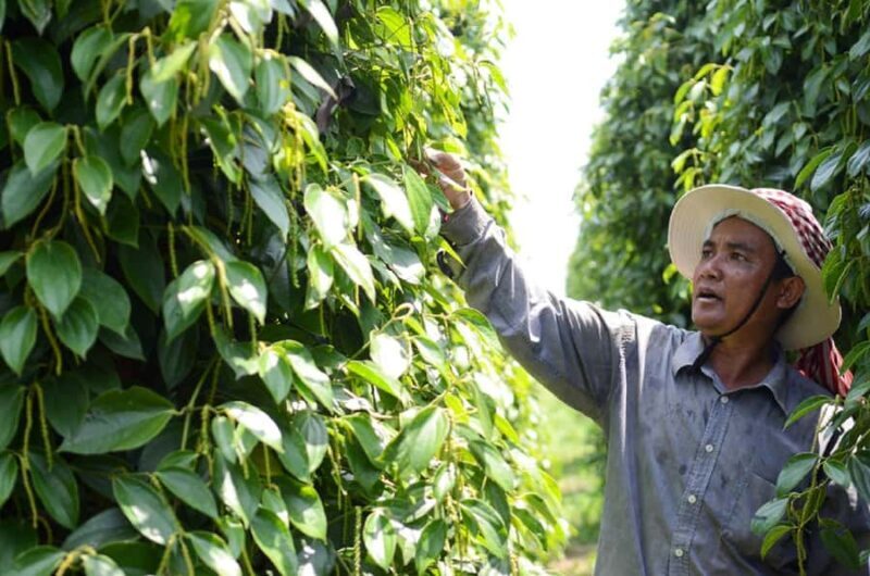 From Phnom Penh: Kampot and Kep City Trip - An In-Depth Look at the Kampot and Kep Tour