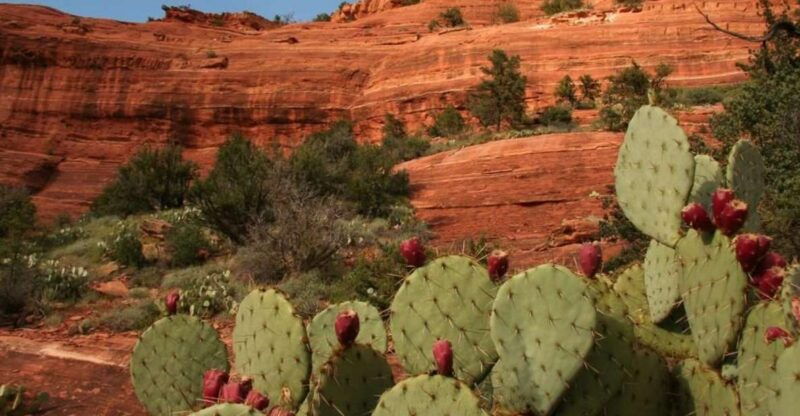 from-phoenix-full-day-sedona-small-group-tour