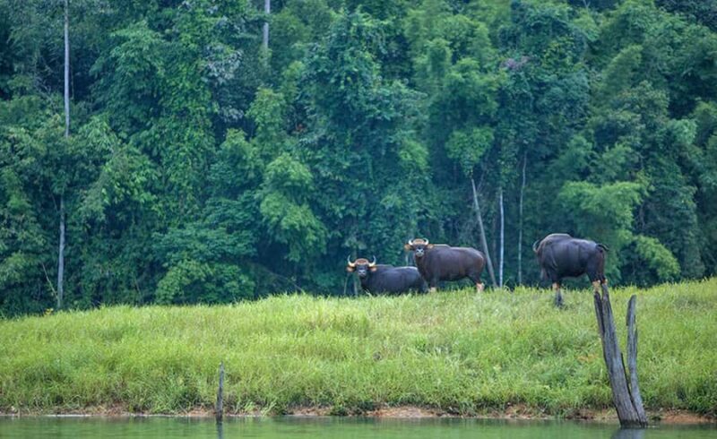 From Phuket: Cheow Lan Lake Overnight Resort Stay with Meals - Practical Tips & Considerations
