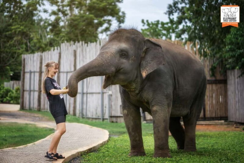 From Phuket: Elephant Jungle Sanctuary Feed and Shower Trip - Key Points