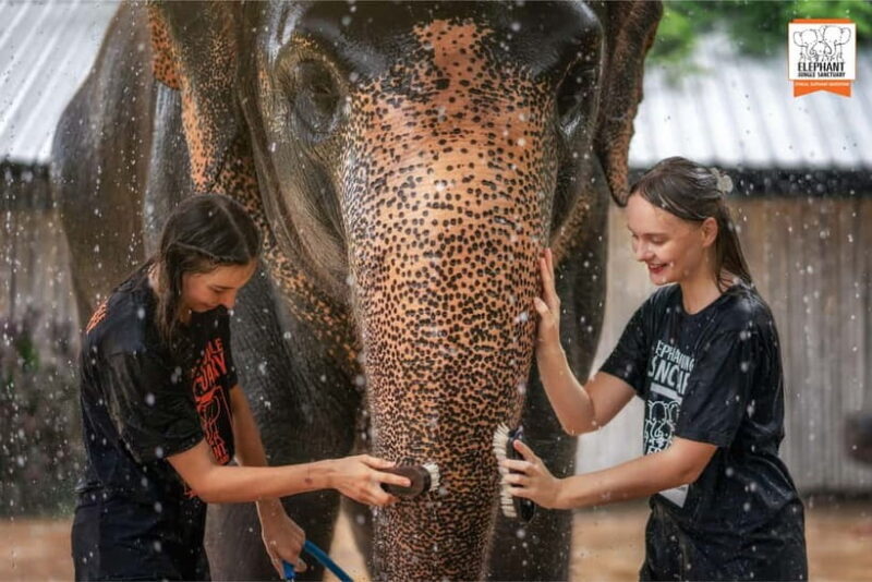 From Phuket: Elephant Jungle Sanctuary Feed and Shower Trip - A Closer Look at the Experience: What to Expect