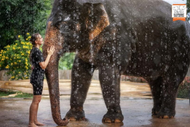 From Phuket: Elephant Jungle Sanctuary Feed and Shower Trip - Who Should Consider This Tour?