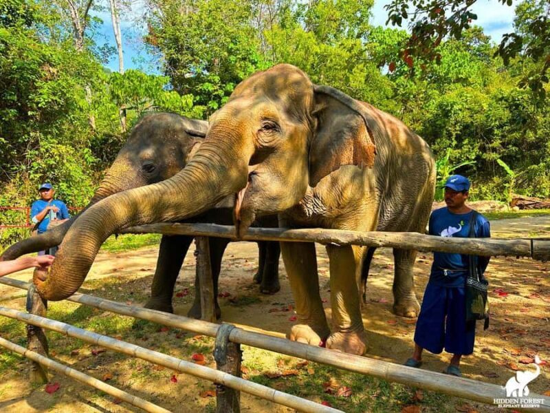 From Phuket: Elephant Reserve Tour with Meal & Transfer - Key Points
