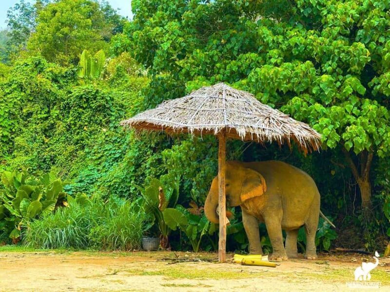 From Phuket: Elephant Reserve Tour with Meal & Transfer - An In-Depth Look at the Experience