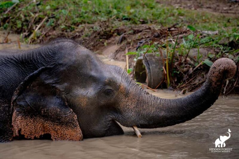 From Phuket: Elephant Reserve Tour with Meal & Transfer - FAQs