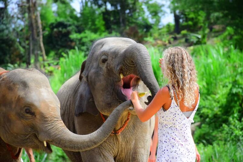 From Phuket: Elephant Sanctuary Tour with Lunch & Pickup - Convenient Pickup & Schedule