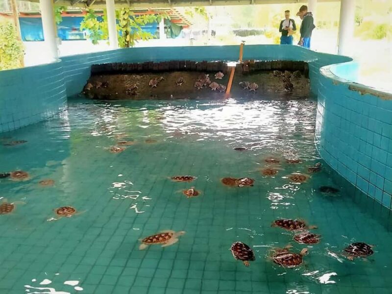 From Phuket: Elephant & Sea Turtle Conservation Private Tour - Why This Tour Offers Great Value