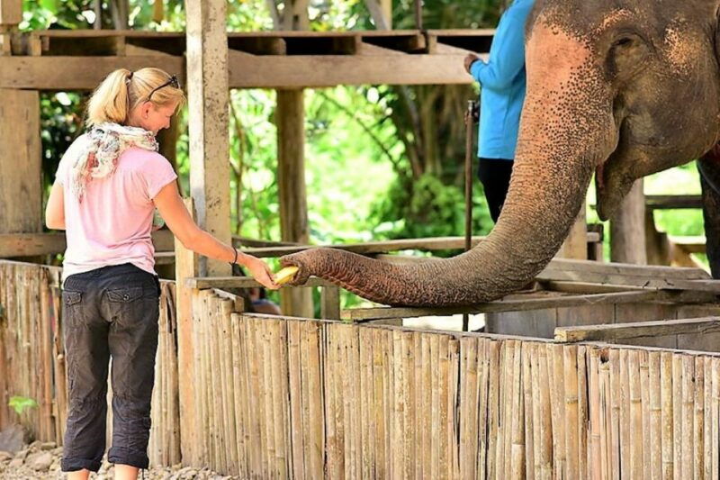 from-phuket-elephant-sea-turtle-conservation-private-tour