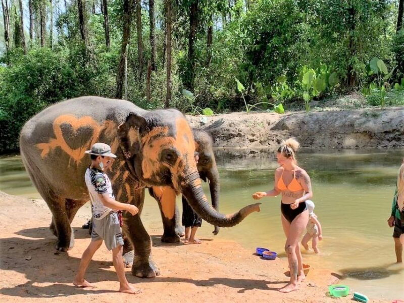 from-phuket-elephant-sea-turtle-conservation-private-tour