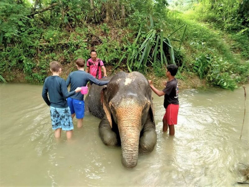 from-phuket-elephant-sea-turtle-conservation-private-tour