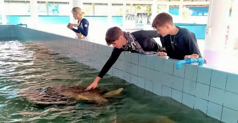 from-phuket-elephant-sea-turtle-conservation-private-tour