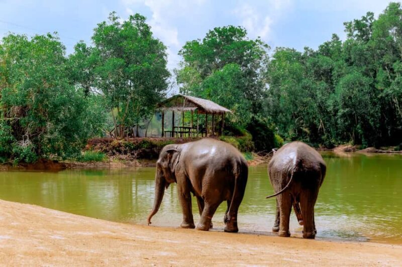 From Phuket: Ethical Elephant Interactive Trek and Tour - What Reviewers Are Saying