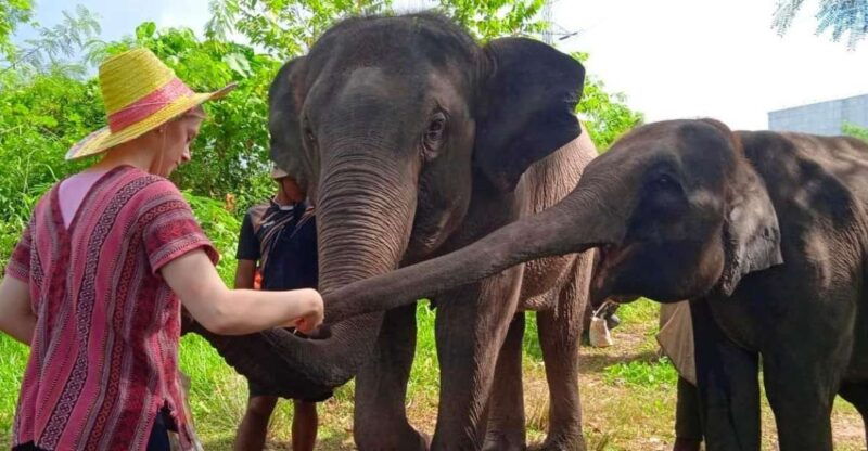 from-phuket-ethical-elephant-interactive-trek-and-tour