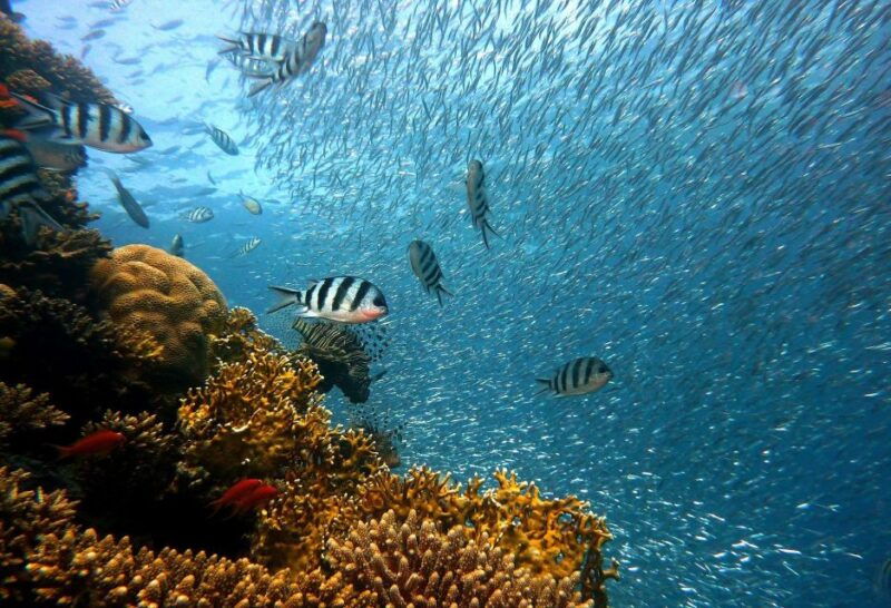 from-phuket-full-day-similan-island-scuba-diving-day-trip