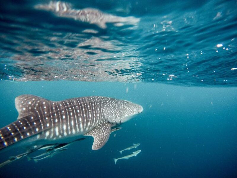 from-phuket-full-day-similan-island-scuba-diving-day-trip
