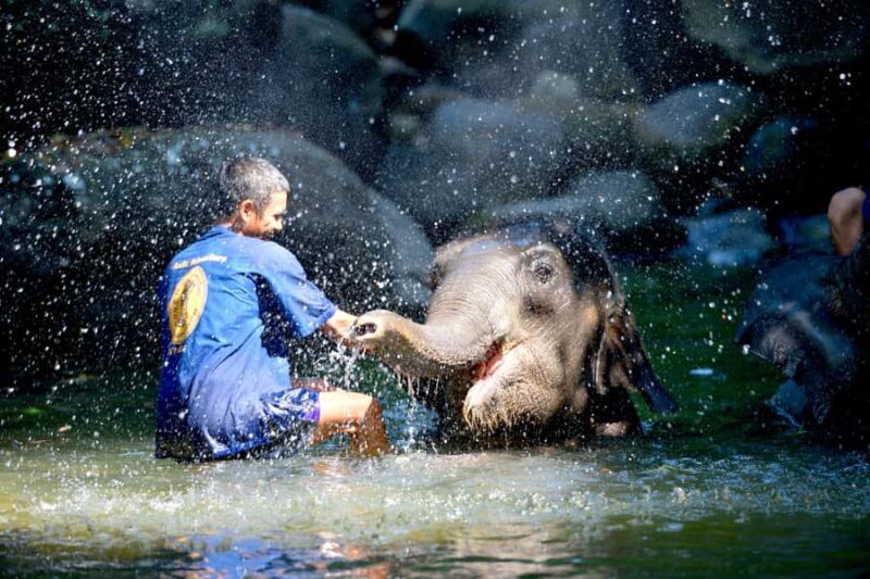 From Phuket & Khao Lak: Elephant Care with Waterfall Visit - Introducing the Elephant Care with Waterfall Visit Tour