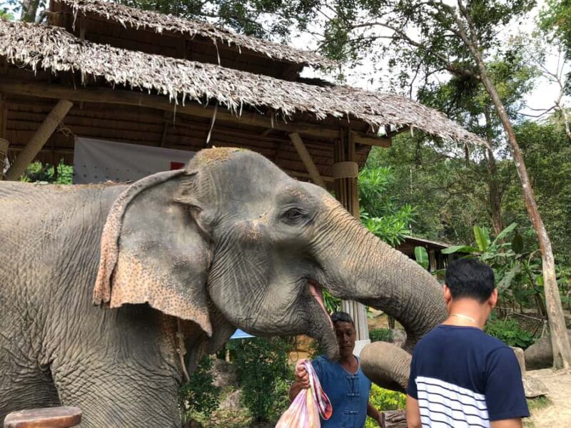 From Phuket & Khao Lak: Elephant Care with Waterfall Visit - What to Expect During Your Day