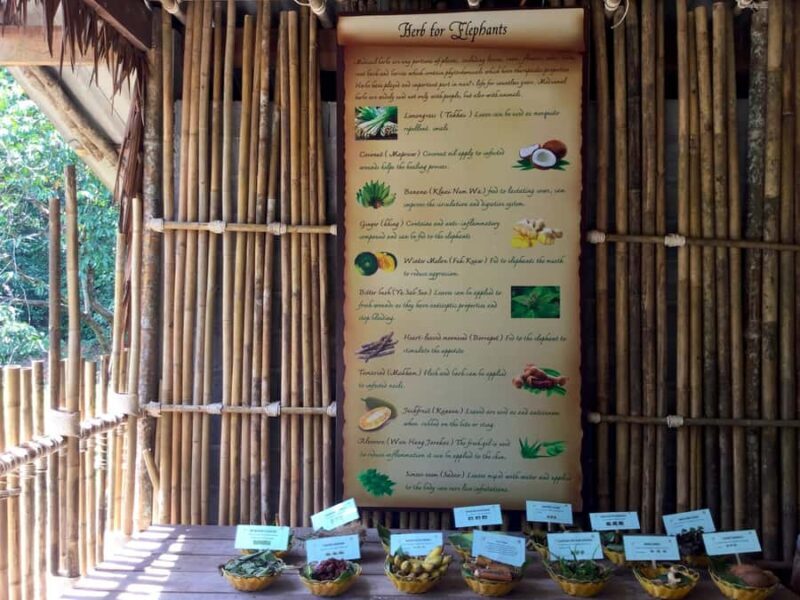 From Phuket & Khao Lak: Elephant Care with Waterfall Visit - Final Thoughts