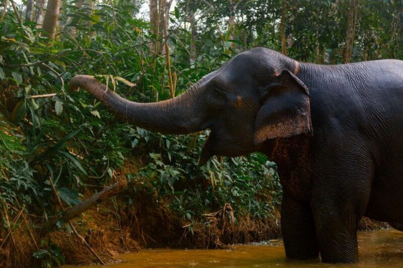 from-phuket-khao-lak-elephant-sanctuary-full-day-tour