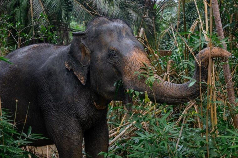 from-phuket-khao-lak-elephant-sanctuary-full-day-tour