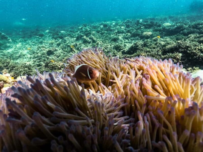 From Phuket: Lazy Snorkel & Explore at Bamboo & Phi Phi - Reviews and Authentic Feedback