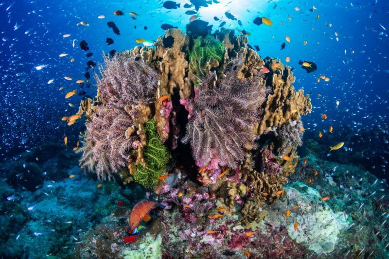 from-phuket-or-khaolak-similan-islands-day-trip