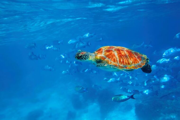 from-phuket-or-khaolak-similan-islands-day-trip