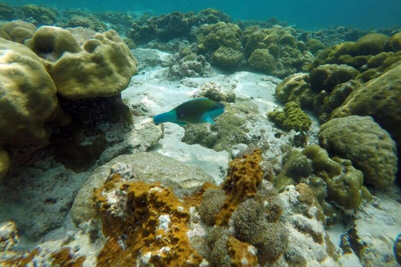 from-phuket-phi-phi-island-private-full-day-speedboat-trip