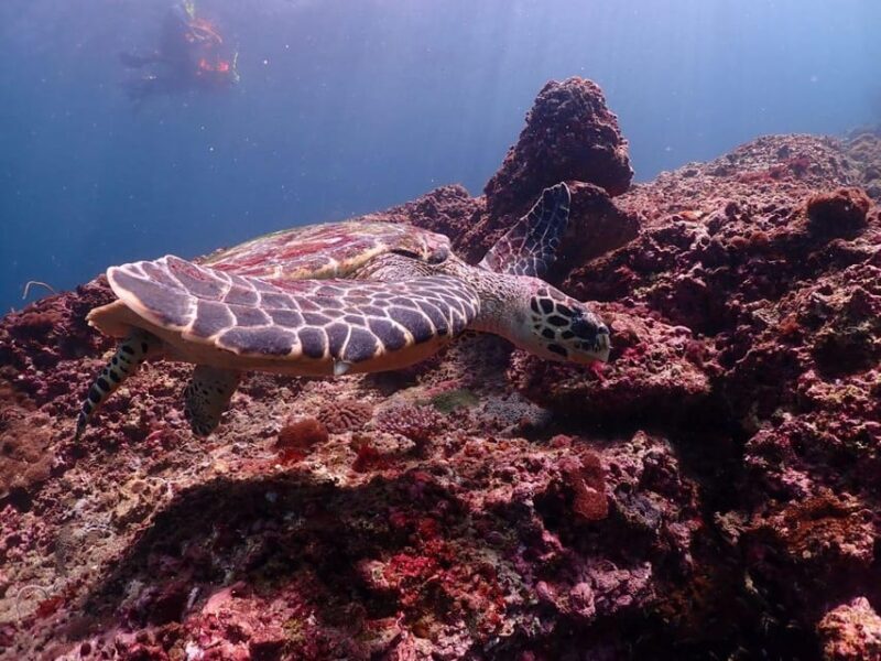 From Phuket: Phi Phi Islands Speedboat Tour - Who Will Enjoy This Tour?