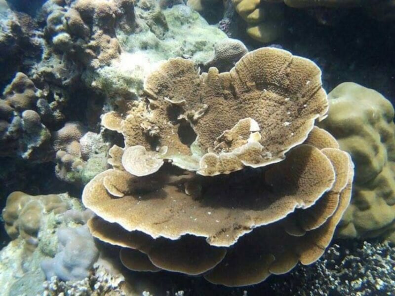 From Phuket: Phi Phi, Maya Bay, & Khai Islands Premium Trip - Who Is This Tour Best For?