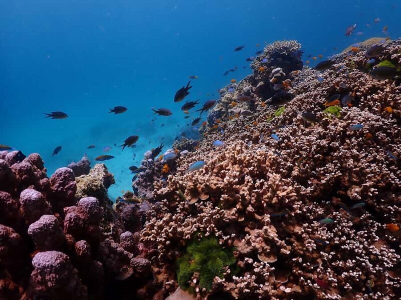 From Phuket: Racha Islands Day Tour with Snorkel & Lunch - Dolphin Spotting & the Return Journey