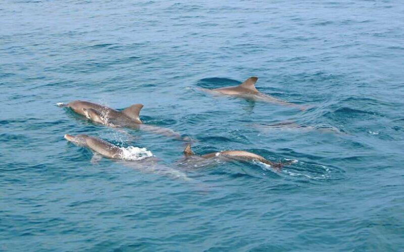 from-phuket-racha-maiton-island-dolphin-expedition