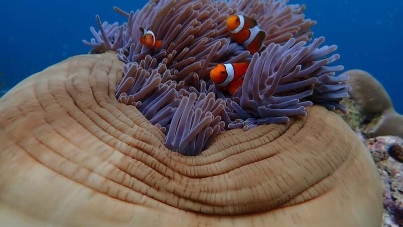 From Phuket: Surin Islands Snorkeling Day Trip with Lunch - The Marine & Cultural Experience: What You’ll Actually See and Do