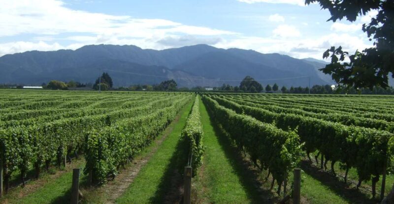 From Picton: Marlborough Wine Trip Shore Excursion - Final Thoughts