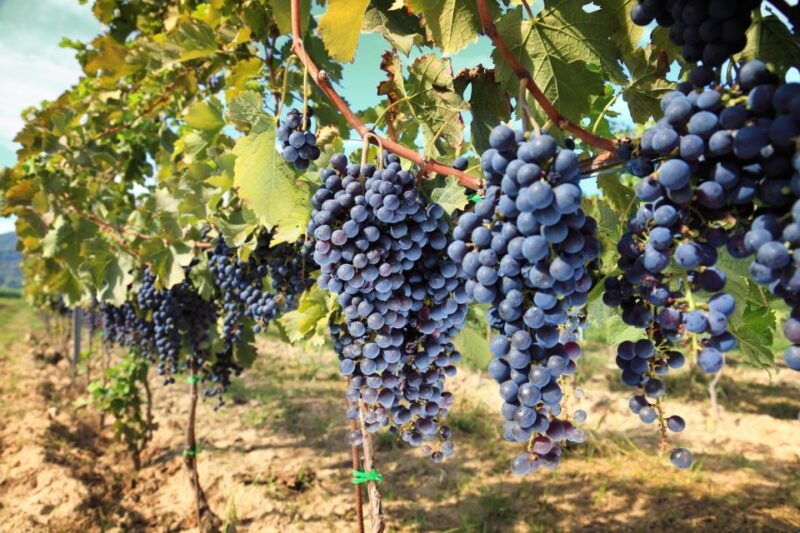 from-pisa-or-lucca-half-day-tuscany-chianti-wine-tasting