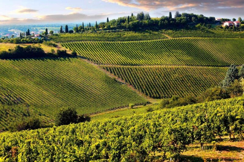 from-pisa-or-lucca-half-day-tuscany-chianti-wine-tasting